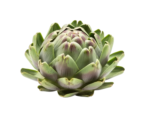 Artichoke