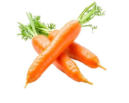 Carrot