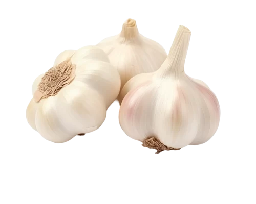 Fresh Garlic