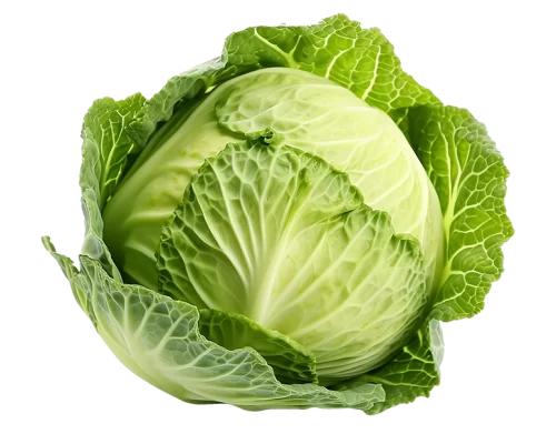 Fresh cabbage